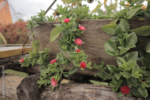 Aptenia cordifolia wich is blooming