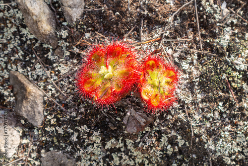 Carnivorous Plants: Drosera xerophila in natural habitat close to Hermanus in the Western Cape of South Africa