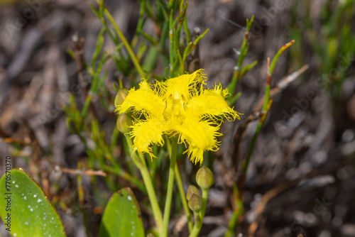 Villarsia capensis in the mountains near Hermanus, Western Cape of South Africa