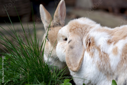 Zwei unterschiedliche Kaninchenrassen sitzen im Gras zusammen. Sie sitzen sich gegenüber und schauen sich an.