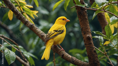 Canary bird nice look in jungle  photo