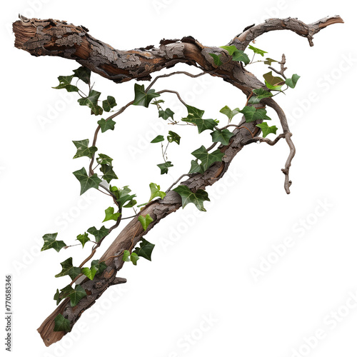 A shadowy ivy creeper climbing over a rough, bark-covered tree branch, isolated on transparent background.