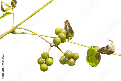 Berries of cork tree (Phellodendron amurense)
