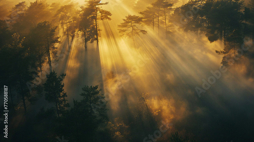 A dense ancient forest bathed in the golden light of sunrise with rays piercing through the fog. photo