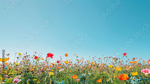 A field of vibrant wildflowers under a clear blue sky stretching towards the horizon. © Martin