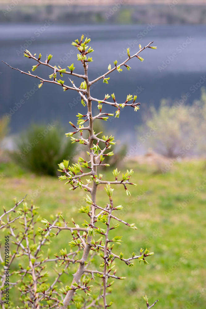 Detail of the new stems that are sprouting with the arrival of spring on a wild tree. - obrazy, fototapety, plakaty 
