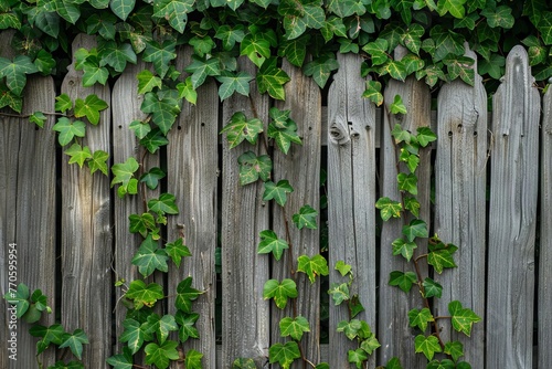 Old Wooden Fence with Weaving Green Ivy - Rustic Nature Background, Isolated