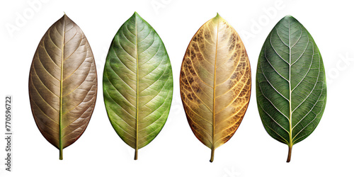 beautify leaves Illustrated on transparent background, from different tree species like chestnut, oak, birch
