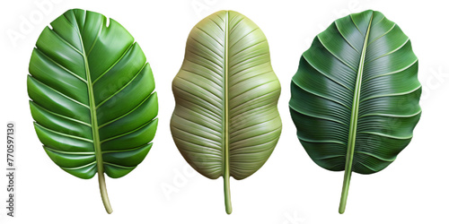 beautify leaves Illustrated on transparent background, from different tree species like chestnut, oak, birch 