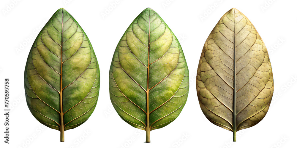 Obraz premium beautify leaves Illustrated on transparent background, from different tree species like chestnut, oak, birch