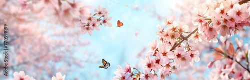 Spring banner, branches of blossoming cherry against background of blue sky and butterflies on nature outdoors. Pink sakura flowers, dreamy romantic image spring, landscape panorama