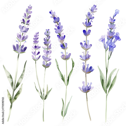 A set of watercolor lavender sprigs  delicately painted  isolated on transparent background