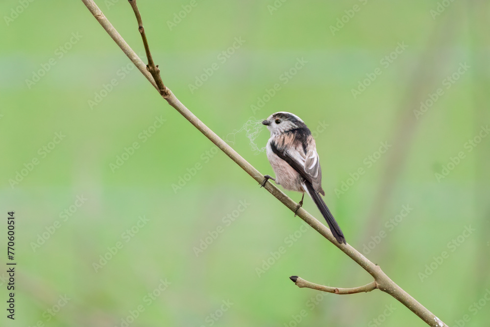 Naklejka premium Long Tailed Tit