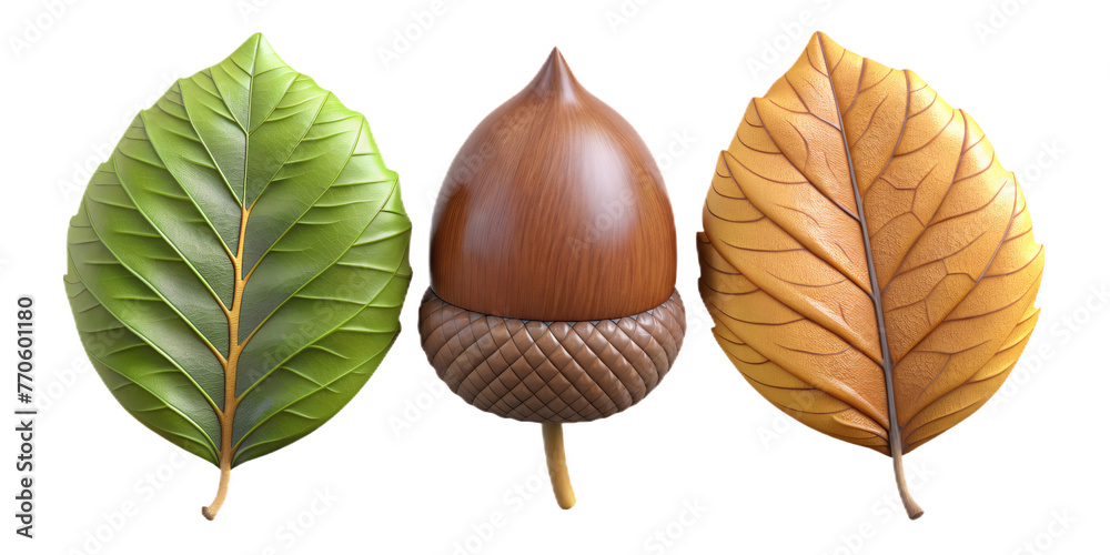 Obraz premium beautify leaves Illustrated on transparent background, from different tree species like chestnut, oak, birch 