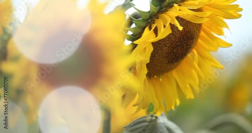 yellow sunflowers in the sun