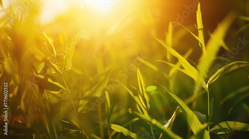 Under the bright sun. Abstract natural backgrounds