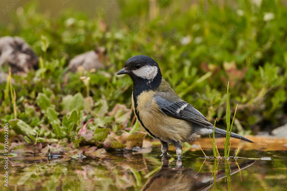 Obraz premium carbonero común en el estanque (Parus major)