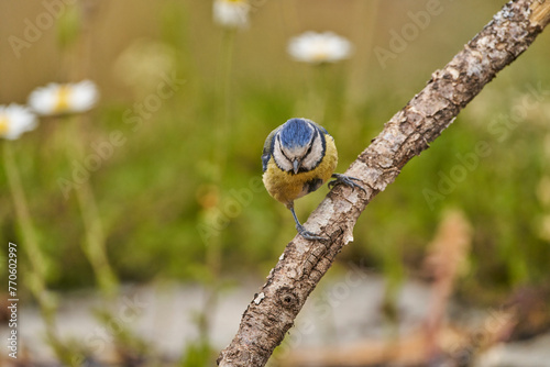 Herrerillo común en el estanque del parque (Cyanistes caeruleus) photo