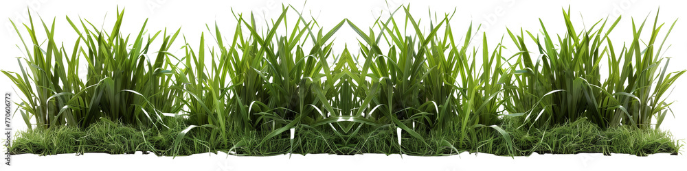 Bermuda grass border, front top view, transparent background Bermuda grass border, front top view, transparent background