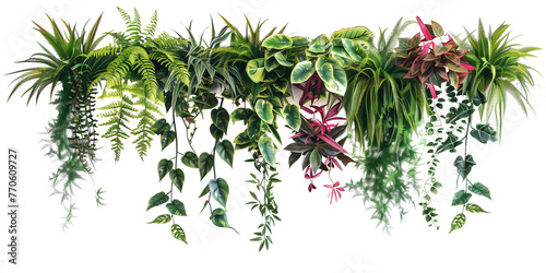 Tropical plants bush decor (hanging Dischidia, Bromeliad, Dracaena, Begonia, Bird’s nest fern), isolated on transparent background
