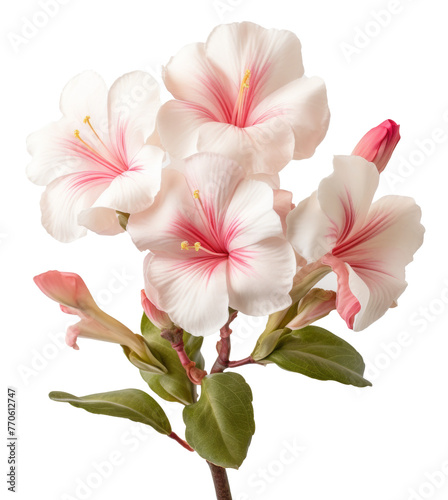 adenium flower isolated on transparent background photo