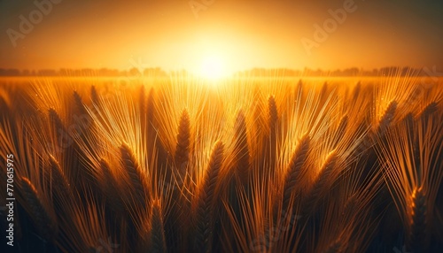 Realistic illustration of golden wheat field at sunset for baisakhi celebration.