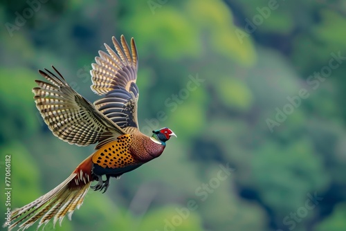 golden pheasant in midflight with wings fully spread photo