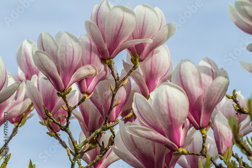 pink magnolia flowers