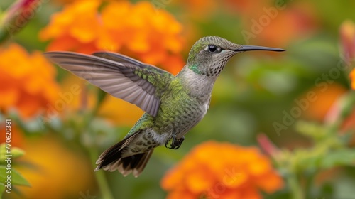  A hummingbird nestled close to an orange bloom, background populated with blurred orange blossoms