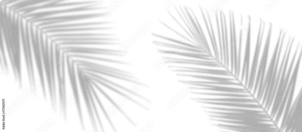 palm leaves leaf shadow on white background - obrazy, fototapety, plakaty 