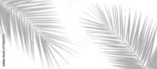 palm leaves leaf shadow on white background photo