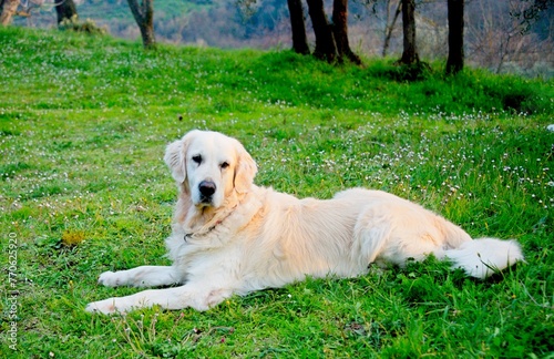 Obraz na płótnie White Golden Retriever in Italy w salonie