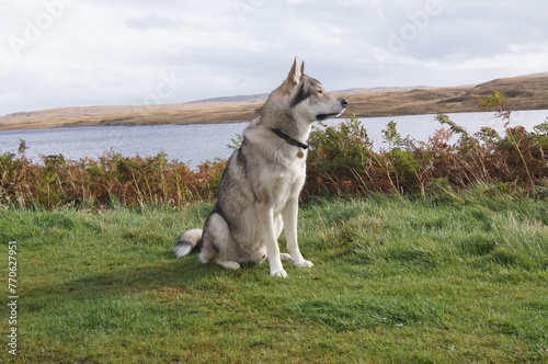 Tamaskan Wolf Dog at Loch Loyal  Sutherland  Scotland  UK