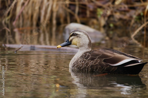 duck swimming in the river