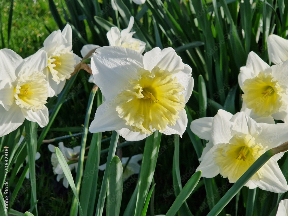 Close-up of flowerbed of white and yellow blooming daffodils or narcissus Close-up of flowerbed of white and yellow blooming daffodils or narcissus