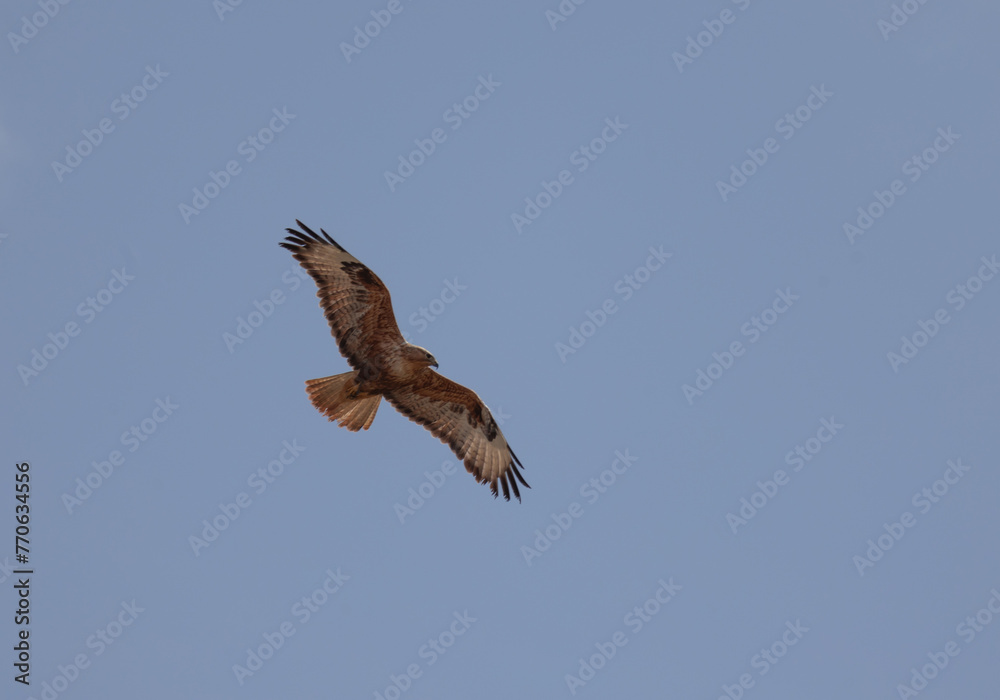 bird, sky, seagull, flying, fly, flight, blue, nature, gull, animal, wings, freedom, white, wing, sea, soaring, birds, wildlife, beak, soar, eagle, feather, air bird, sky, seagull, flying, fly, flight, blue, nature, gull, animal, wings, freedom, white, wing, sea, soaring, birds, wildlife, beak, soar, eagle, feather, air