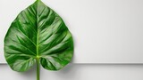 Big green leaf on a white background