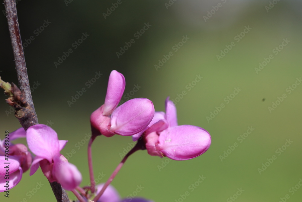 blossoms of Cercis siliquastrum (Judas tree) in spring blossoms of Cercis siliquastrum (Judas tree) in spring