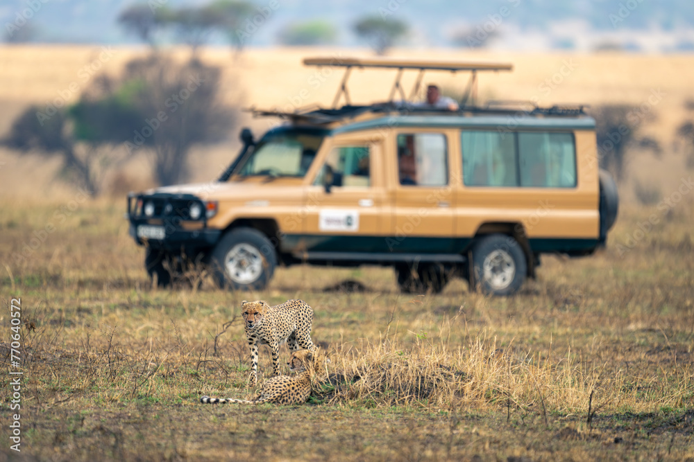 Fototapeta premium Two cheetahs on savannah near safari truck