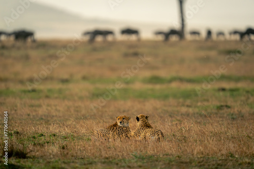 Two cheetahs lie on savannah near wildebeest
