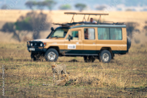 Two cheetahs on savannah near safari truck