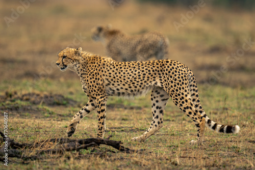 Two cheetahs walk past sticks on savannah
