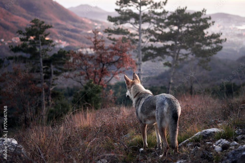 Fototapeta premium A wolf dog surveys the wilderness at dusk, the glow of a distant town illuminating the horizon.