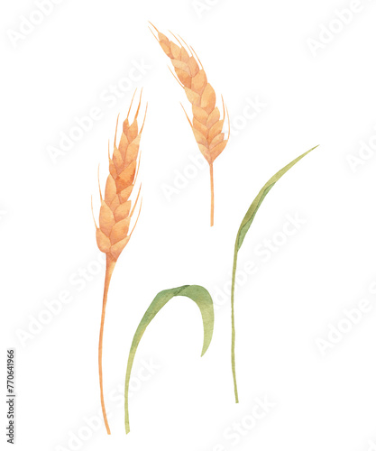 Watercolor wheat clipart - hand drawn wheat ears illustration. Branch of goldren grains cereal. photo