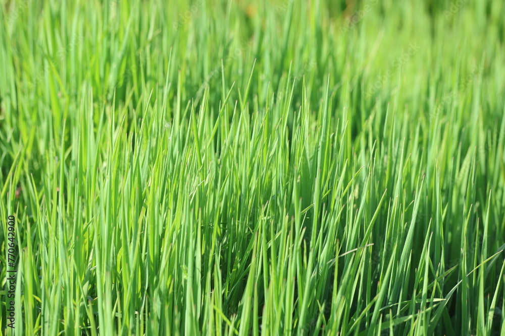 green grass background in spring