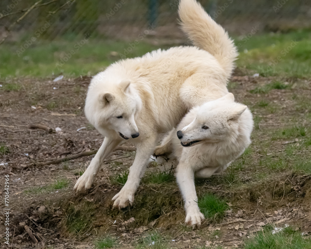 Obraz premium Hudson Bay-Wolf - CANIS LUPUS HUDSONICUS