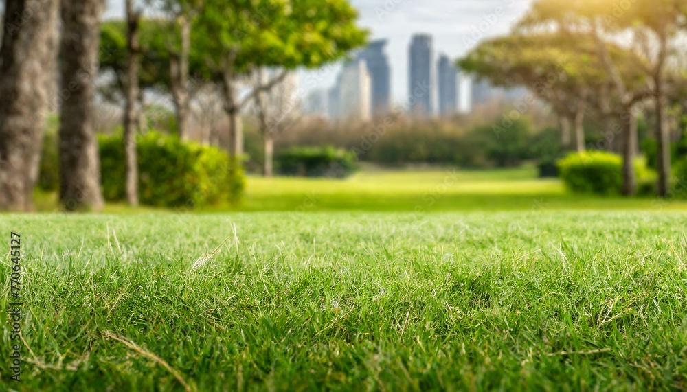 Peaceful Park Ambiance: Out-of-Focus Background Plate of Grassy Field