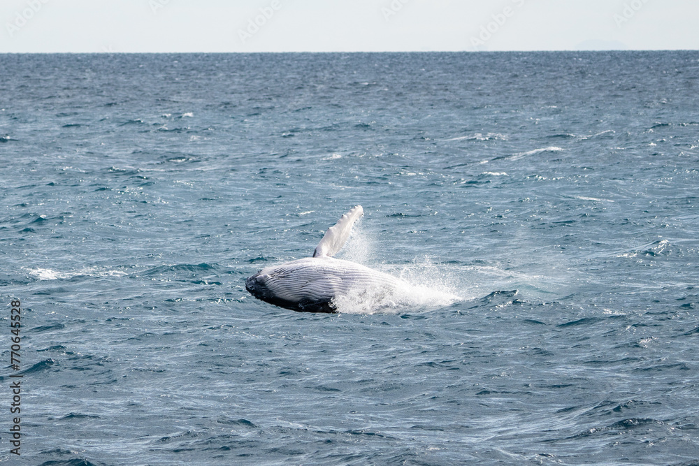 Naklejka premium Whales in Hervey Bay, Queensland, Australia
