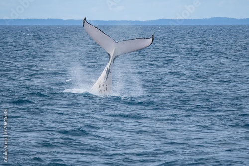 Whales in Hervey Bay, Queensland, Australia photo