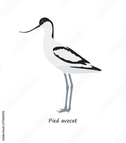 Pied avocet (Recurvirostra avosetta) isolated on white background. Vector illustration